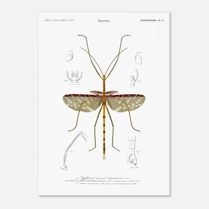 Illustration d'insecte : Cyphocrane Titan par Charles d'Orbigny (50x70 cm). Illustration scientifique d'un insecte long et fin, ressemblant à une branche, avec des détails anatomiques sur les ailes et les pattes.