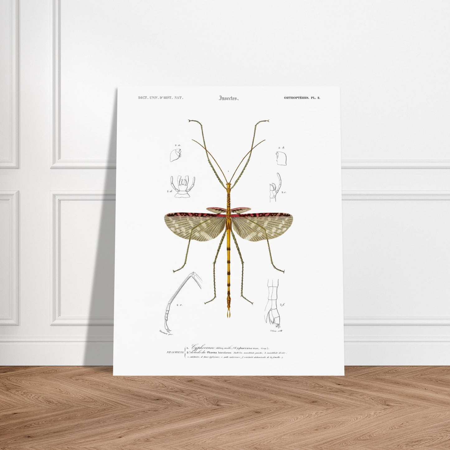 Illustration d'insecte : Cyphocrane Titan par Charles d'Orbigny. Illustration scientifique d'un insecte long et fin, ressemblant à une branche, avec des détails anatomiques sur les ailes et les pattes. Image d'illustration 6