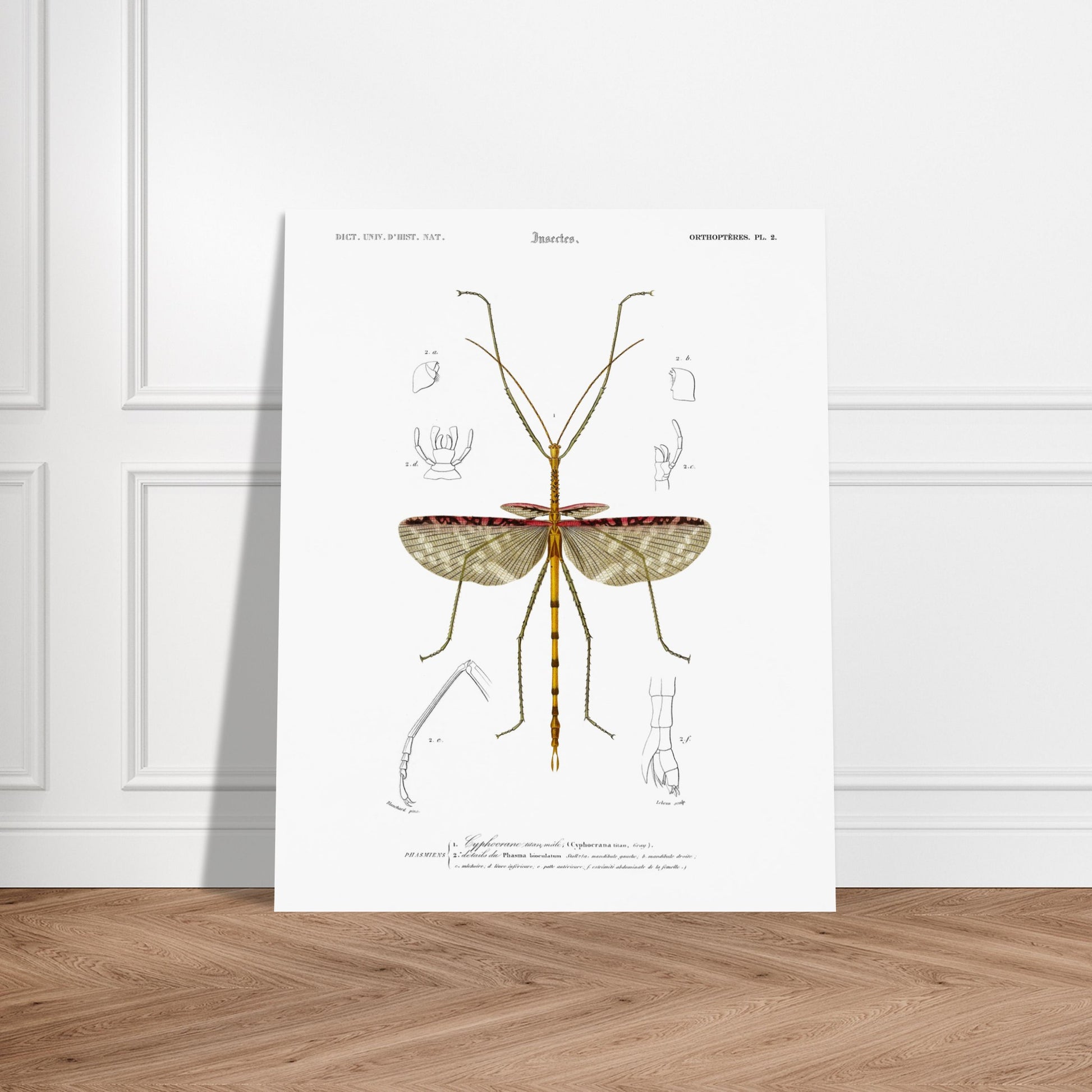 Illustration d'insecte : Cyphocrane Titan par Charles d'Orbigny. Illustration scientifique d'un insecte long et fin, ressemblant à une branche, avec des détails anatomiques sur les ailes et les pattes. Image d'illustration 6