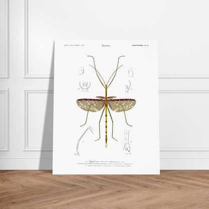 Illustration d'insecte : Cyphocrane Titan par Charles d'Orbigny. Illustration scientifique d'un insecte long et fin, ressemblant à une branche, avec des détails anatomiques sur les ailes et les pattes. Image d'illustration 6