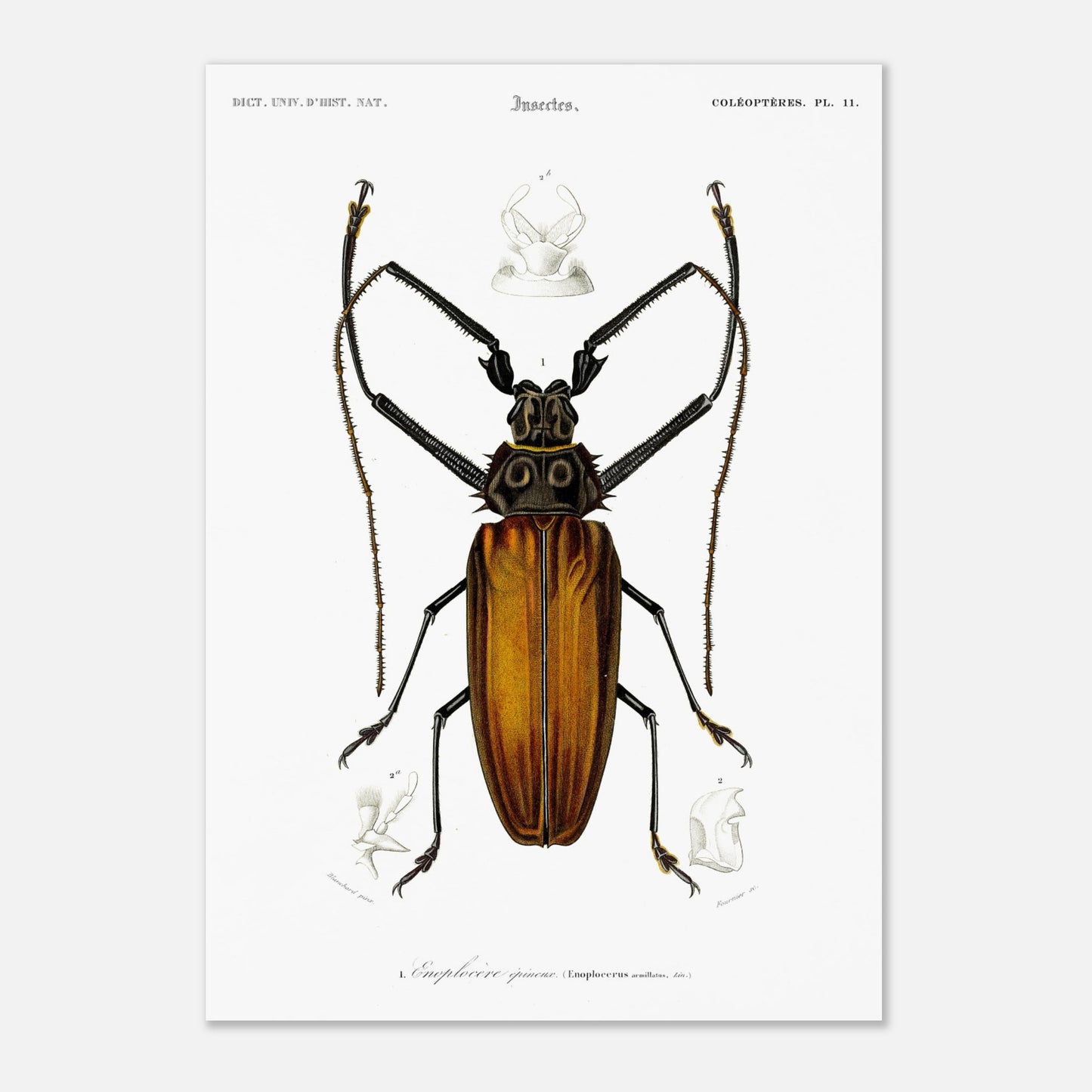 Illustration d'insecte : Enoplocère épineux (Enoplocerus armillatus) (29,7x42 cm (A3)). Planche d'illustration naturaliste de l'Enoplocère épineux (Enoplocerus armillatus), montrant l'insecte dans sa totalité et des détails anatomiques supplémentaires.