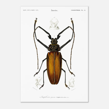 Illustration d'insecte : Enoplocère épineux (Enoplocerus armillatus) (29,7x42 cm (A3)). Planche d'illustration naturaliste de l'Enoplocère épineux (Enoplocerus armillatus), montrant l'insecte dans sa totalité et des détails anatomiques supplémentaires.