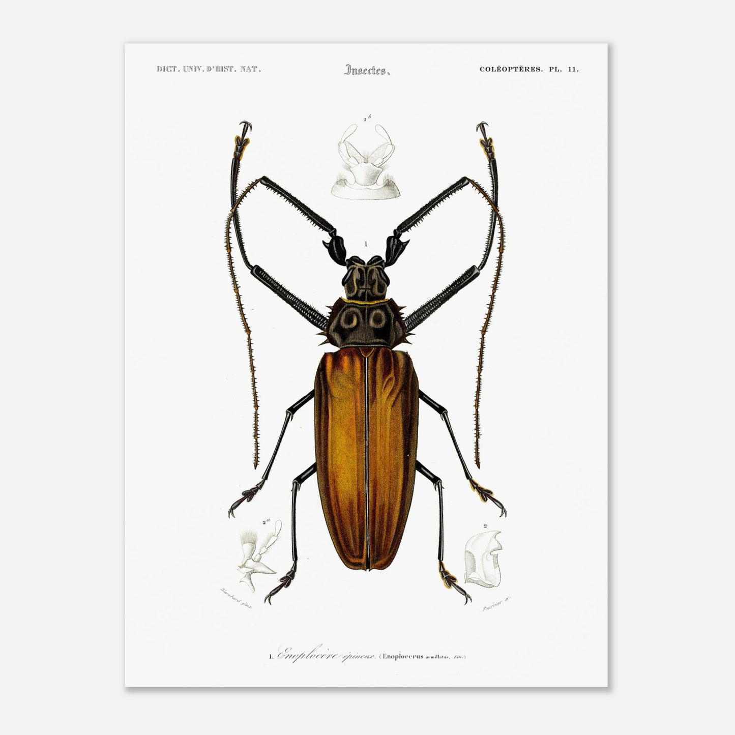 Illustration d'insecte : Enoplocère épineux (Enoplocerus armillatus) (30x40 cm). Planche d'illustration naturaliste de l'Enoplocère épineux (Enoplocerus armillatus), montrant l'insecte dans sa totalité et des détails anatomiques supplémentaires.