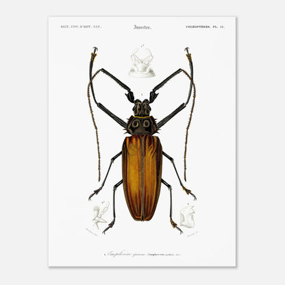 Illustration d'insecte : Enoplocère épineux (Enoplocerus armillatus) (30x40 cm). Planche d'illustration naturaliste de l'Enoplocère épineux (Enoplocerus armillatus), montrant l'insecte dans sa totalité et des détails anatomiques supplémentaires.
