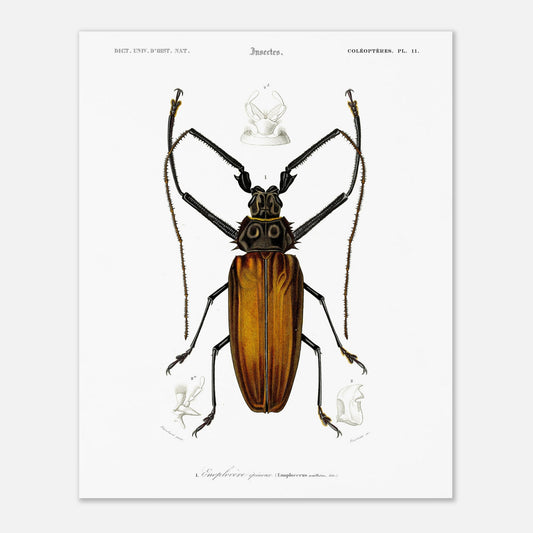 Illustration d'insecte : Enoplocère épineux (Enoplocerus armillatus) (40x50 cm). Planche d'illustration naturaliste de l'Enoplocère épineux (Enoplocerus armillatus), montrant l'insecte dans sa totalité et des détails anatomiques supplémentaires.