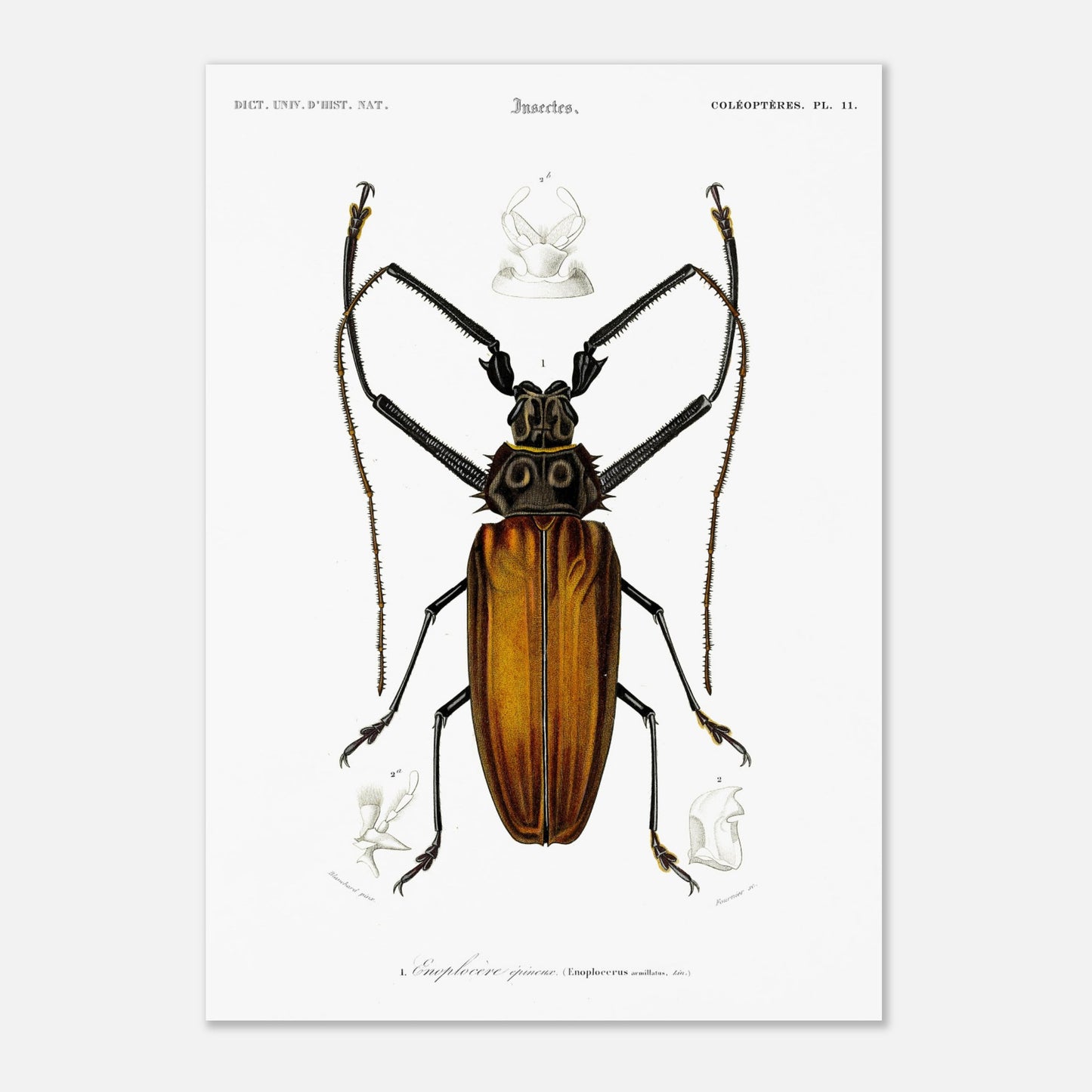 Illustration d'insecte : Enoplocère épineux (Enoplocerus armillatus) (42x59,4 cm (A2)). Planche d'illustration naturaliste de l'Enoplocère épineux (Enoplocerus armillatus), montrant l'insecte dans sa totalité et des détails anatomiques supplémentaires.