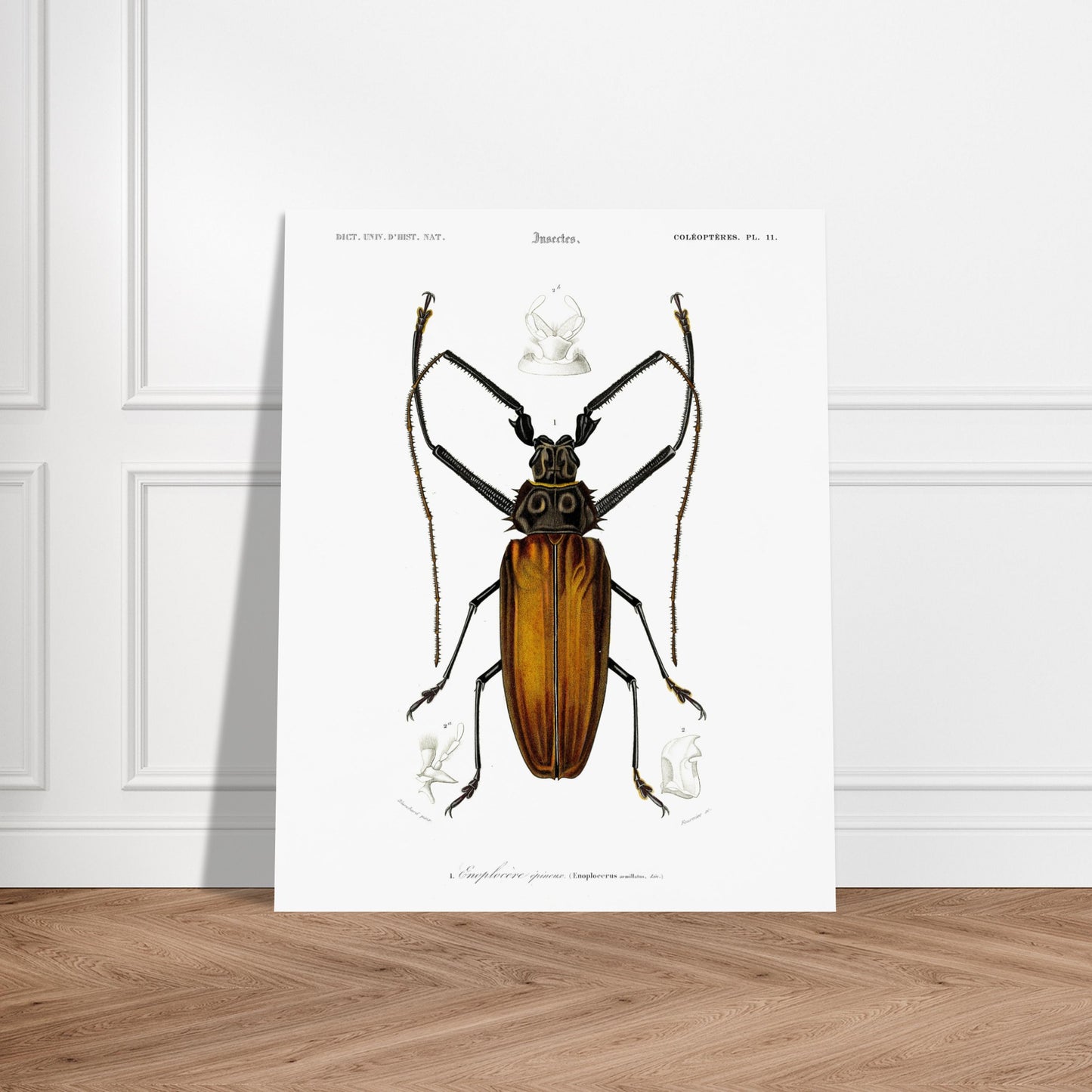 Illustration d'insecte : Enoplocère épineux (Enoplocerus armillatus). Planche d'illustration naturaliste de l'Enoplocère épineux (Enoplocerus armillatus), montrant l'insecte dans sa totalité et des détails anatomiques supplémentaires. Image d'illustration 5