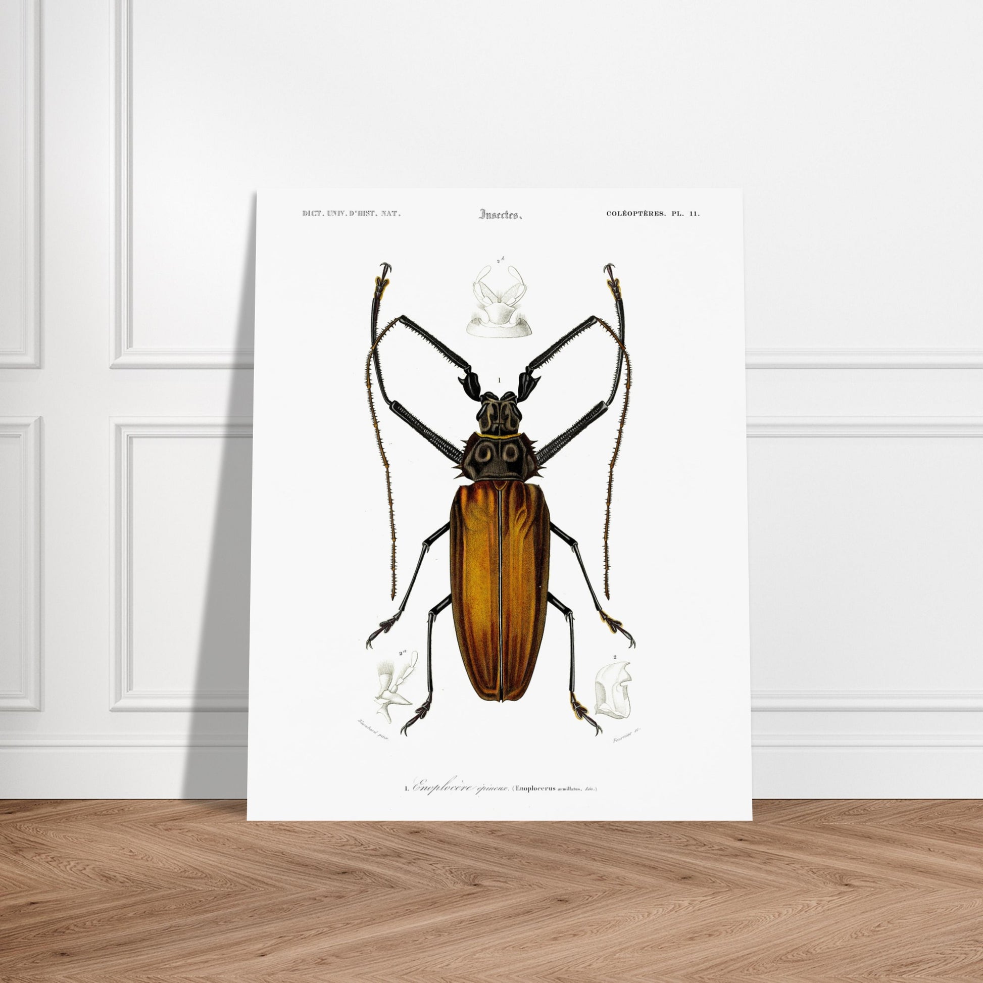 Illustration d'insecte : Enoplocère épineux (Enoplocerus armillatus). Planche d'illustration naturaliste de l'Enoplocère épineux (Enoplocerus armillatus), montrant l'insecte dans sa totalité et des détails anatomiques supplémentaires. Image d'illustration 5