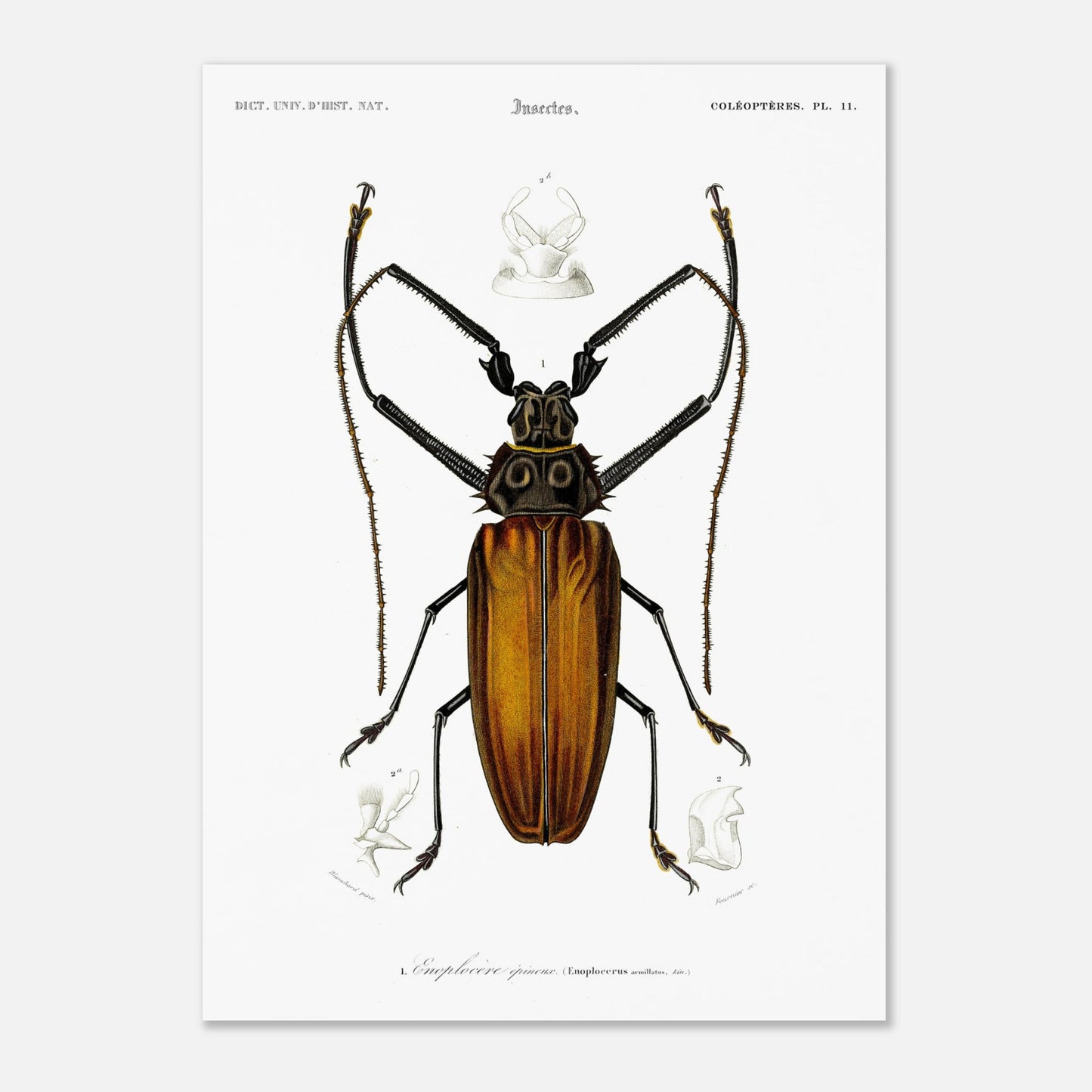 Illustration d'insecte : Enoplocère épineux (Enoplocerus armillatus) (50x70 cm). Planche d'illustration naturaliste de l'Enoplocère épineux (Enoplocerus armillatus), montrant l'insecte dans sa totalité et des détails anatomiques supplémentaires.