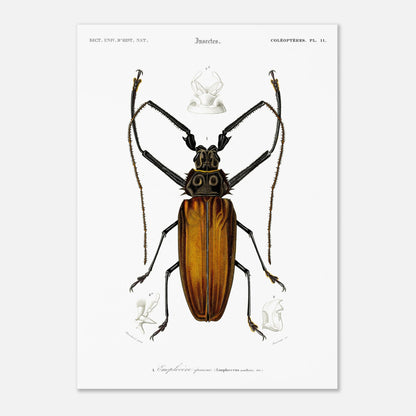 Illustration d'insecte : Enoplocère épineux (Enoplocerus armillatus) (50x70 cm). Planche d'illustration naturaliste de l'Enoplocère épineux (Enoplocerus armillatus), montrant l'insecte dans sa totalité et des détails anatomiques supplémentaires.