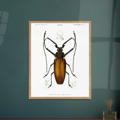 Illustration d'insecte : Enoplocère épineux (Enoplocerus armillatus). Planche d'illustration naturaliste de l'Enoplocère épineux (Enoplocerus armillatus), montrant l'insecte dans sa totalité et des détails anatomiques supplémentaires. Image d'illustration 6