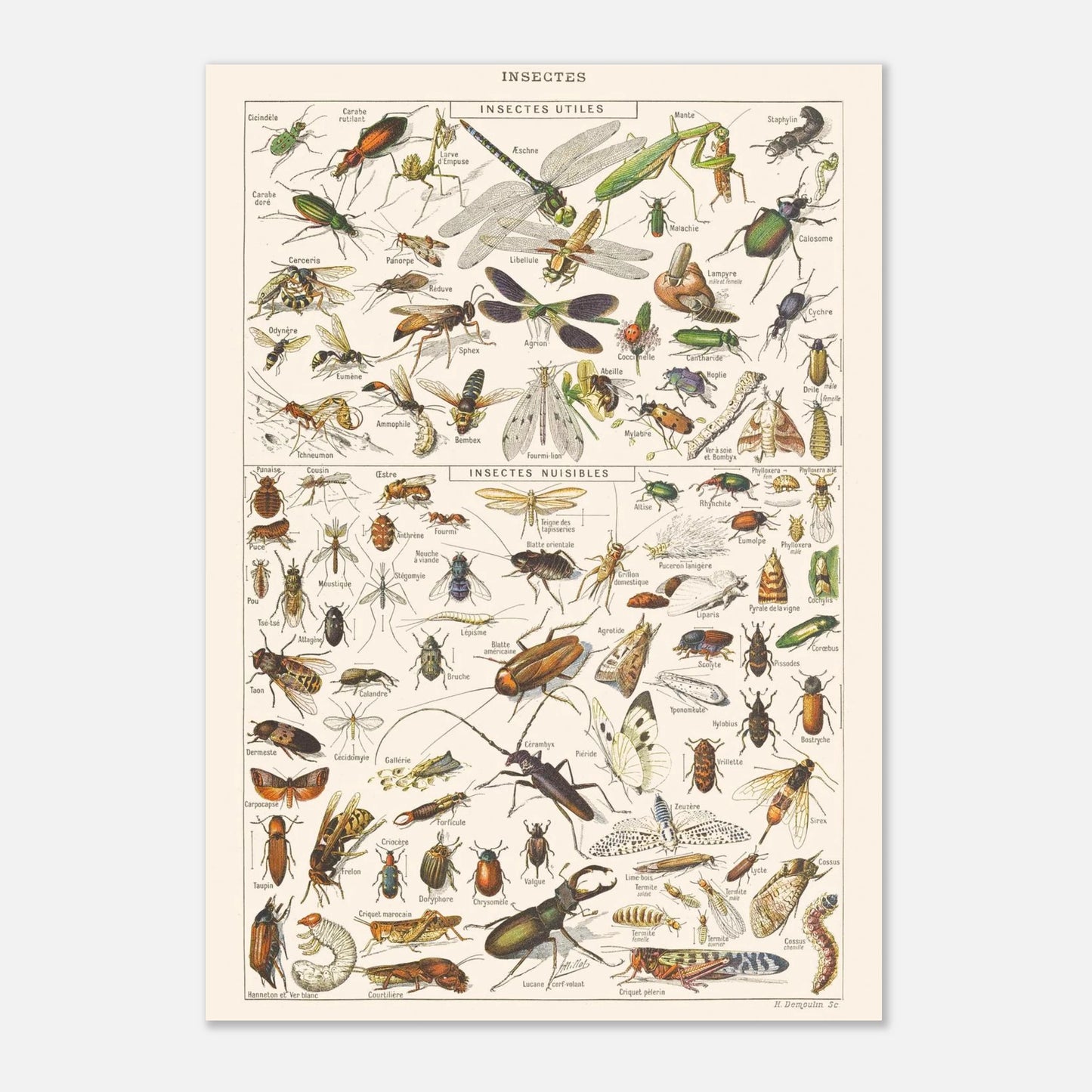 Planche ancienne Insectes - Illustration Larousse 1910 (21x29,7 cm (A4)). Planche encyclopédique Larousse de 1910 sur les insectes, présentant une collection d'insectes utiles et nuisibles avec leurs noms.