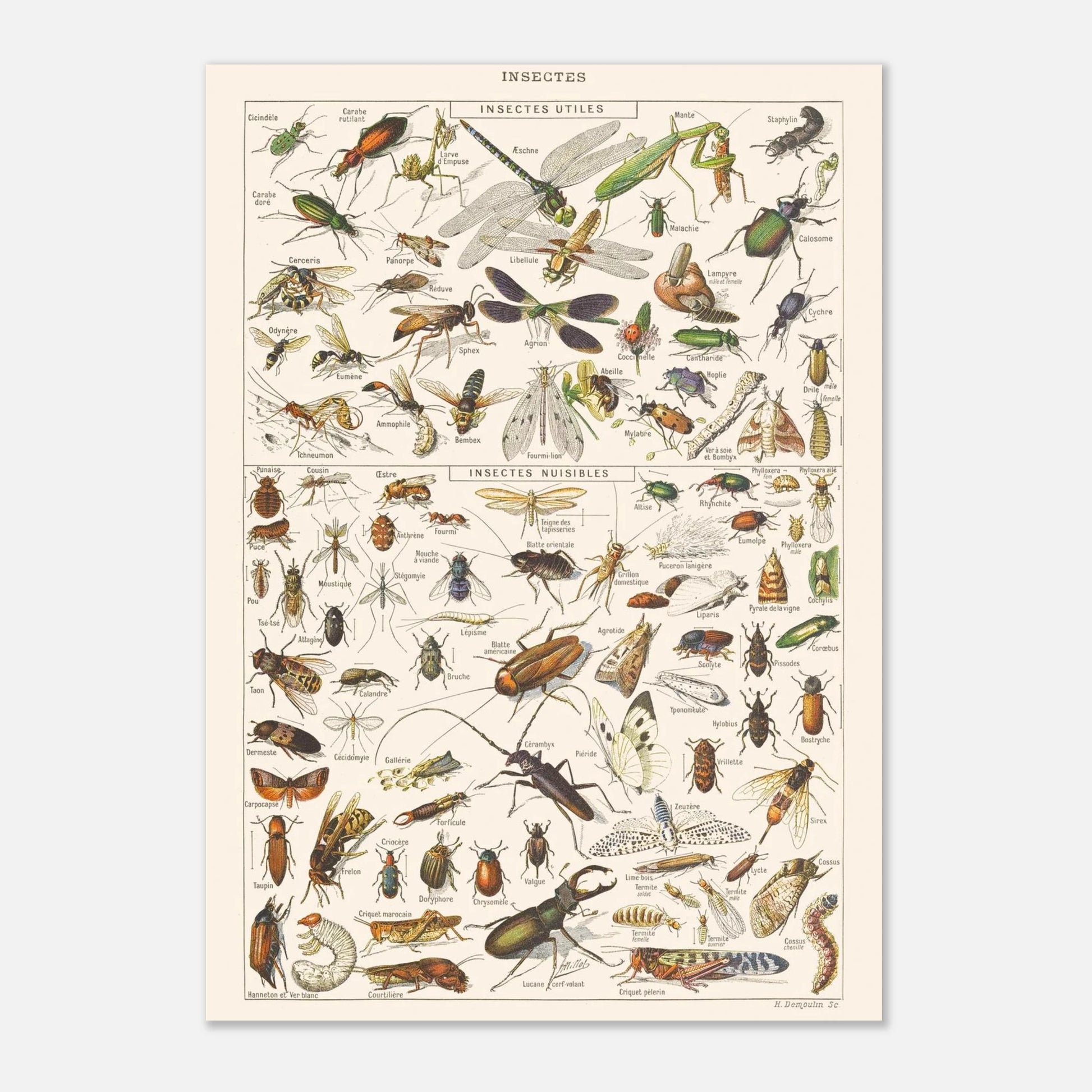 Planche ancienne Insectes - Illustration Larousse 1910 (21x29,7 cm (A4)). Planche encyclopédique Larousse de 1910 sur les insectes, présentant une collection d'insectes utiles et nuisibles avec leurs noms.