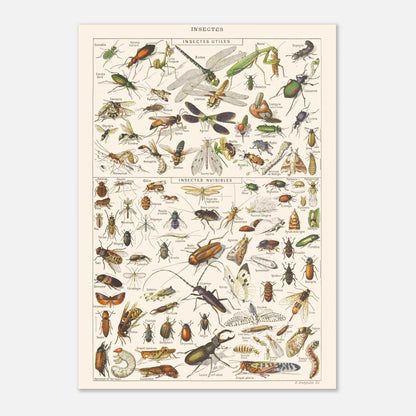 Planche ancienne Insectes - Illustration Larousse 1910 (21x29,7 cm (A4)). Planche encyclopédique Larousse de 1910 sur les insectes, présentant une collection d'insectes utiles et nuisibles avec leurs noms.