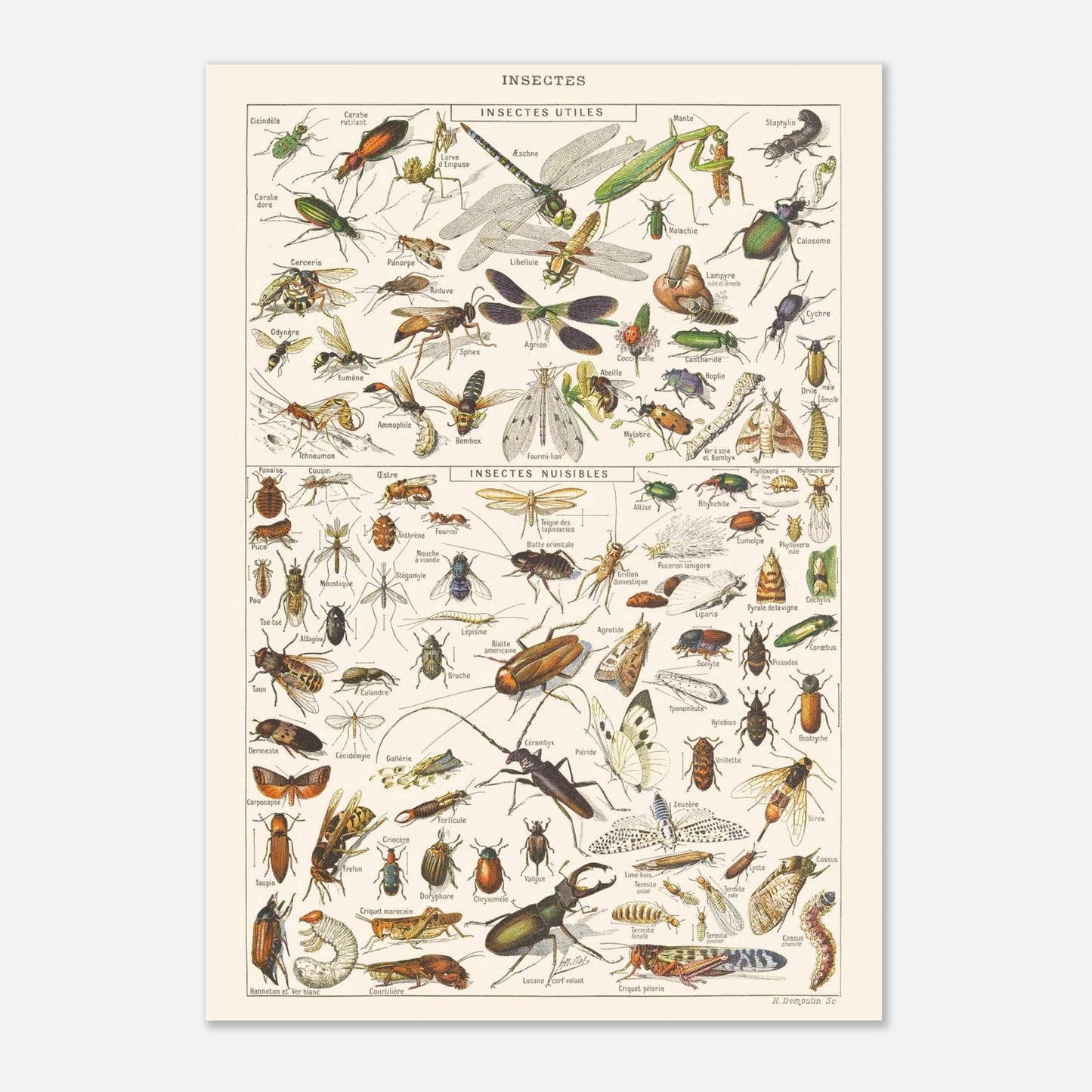 Planche ancienne Insectes - Illustration Larousse 1910 (29,7x42 cm (A3)). Planche encyclopédique Larousse de 1910 sur les insectes, présentant une collection d'insectes utiles et nuisibles avec leurs noms.