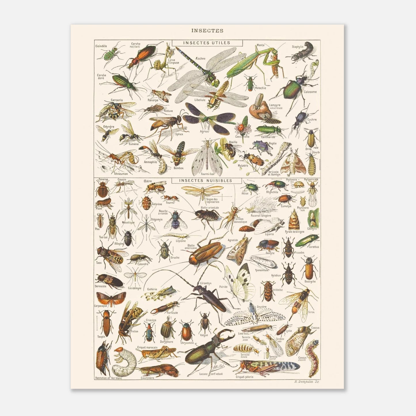 Planche ancienne Insectes - Illustration Larousse 1910 (30x40 cm). Planche encyclopédique Larousse de 1910 sur les insectes, présentant une collection d'insectes utiles et nuisibles avec leurs noms.