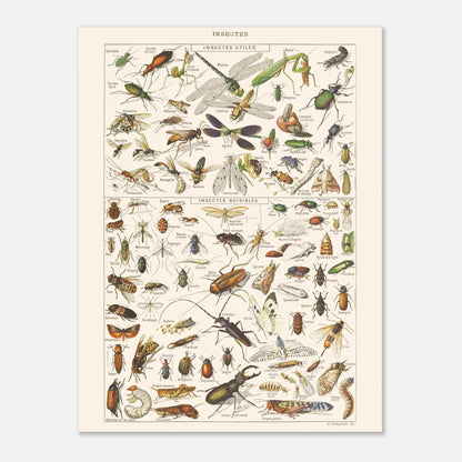 Planche ancienne Insectes - Illustration Larousse 1910 (30x40 cm). Planche encyclopédique Larousse de 1910 sur les insectes, présentant une collection d'insectes utiles et nuisibles avec leurs noms.