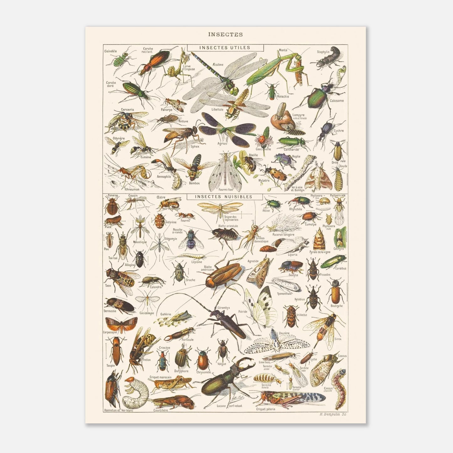 Planche ancienne Insectes - Illustration Larousse 1910 (42x59,4 cm (A2)). Planche encyclopédique Larousse de 1910 sur les insectes, présentant une collection d'insectes utiles et nuisibles avec leurs noms.