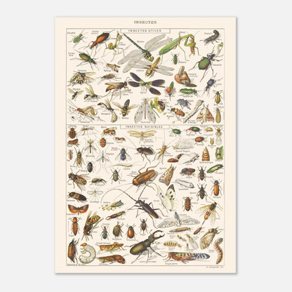 Planche ancienne Insectes - Illustration Larousse 1910 (42x59,4 cm (A2)). Planche encyclopédique Larousse de 1910 sur les insectes, présentant une collection d'insectes utiles et nuisibles avec leurs noms.