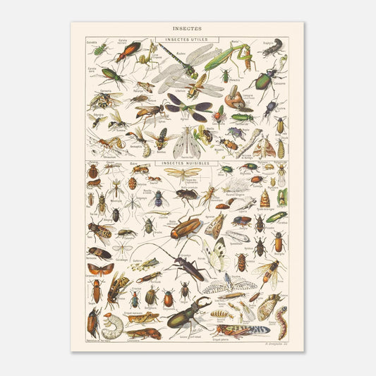 Planche ancienne Insectes - Illustration Larousse 1910 (42x59,4 cm (A2)). Planche encyclopédique Larousse de 1910 sur les insectes, présentant une collection d'insectes utiles et nuisibles avec leurs noms.