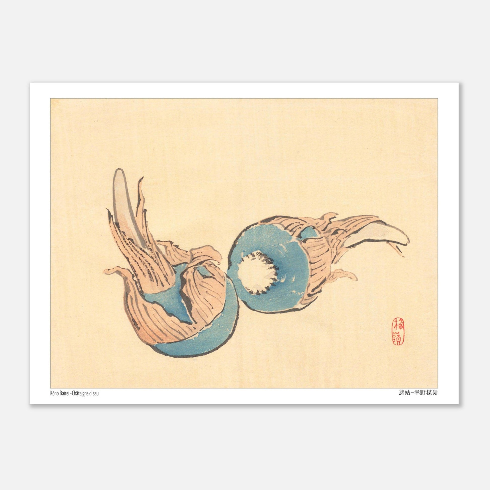 Châtaigne d'eau (Jiko), illustration japonaise par Kōno Bairei (15x20 cm). Illustration japonaise ancienne représentant deux châtaignes d'eau bleues sur fond beige.