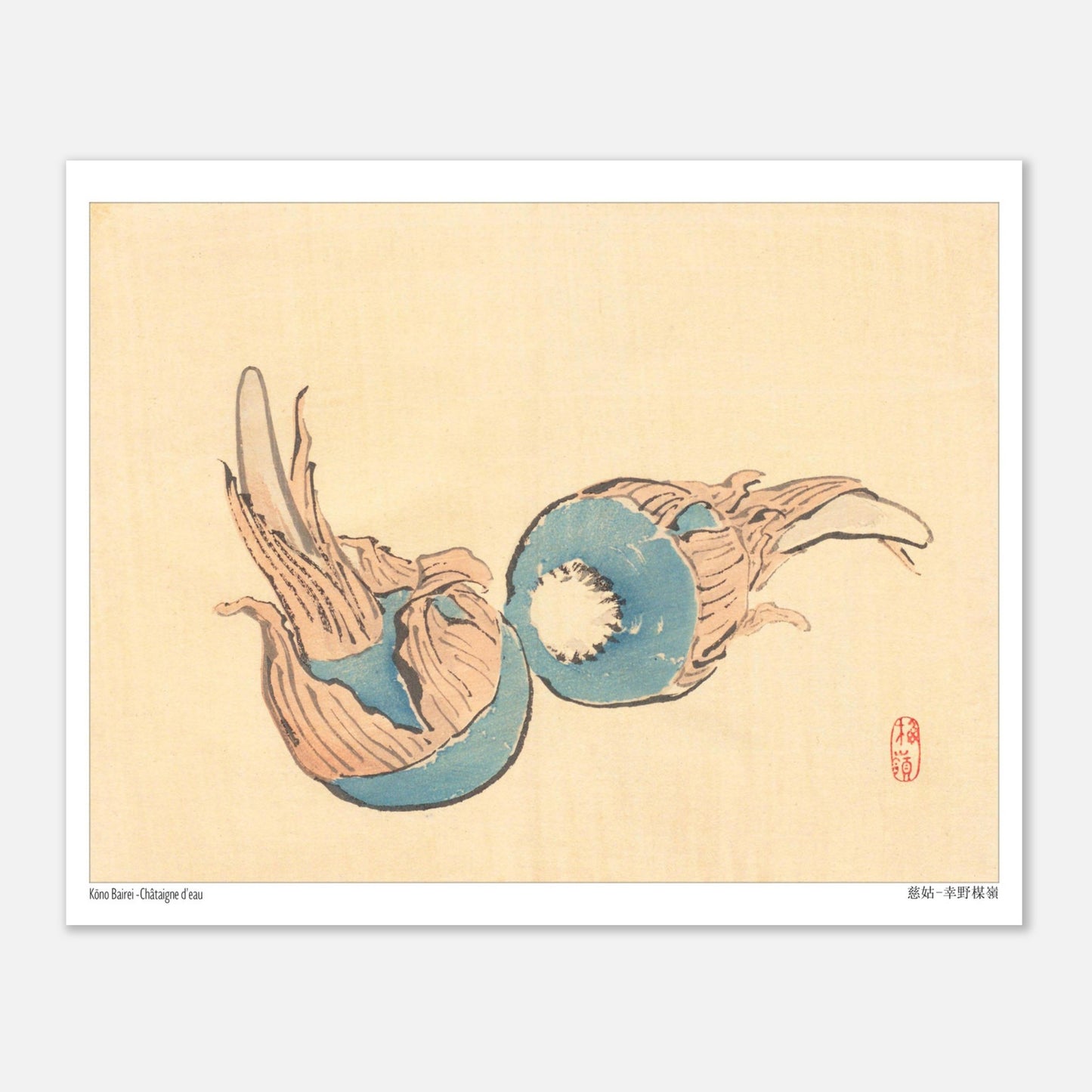 Châtaigne d'eau (Jiko), illustration japonaise par Kōno Bairei (20x25 cm). Illustration japonaise ancienne représentant deux châtaignes d'eau bleues sur fond beige.