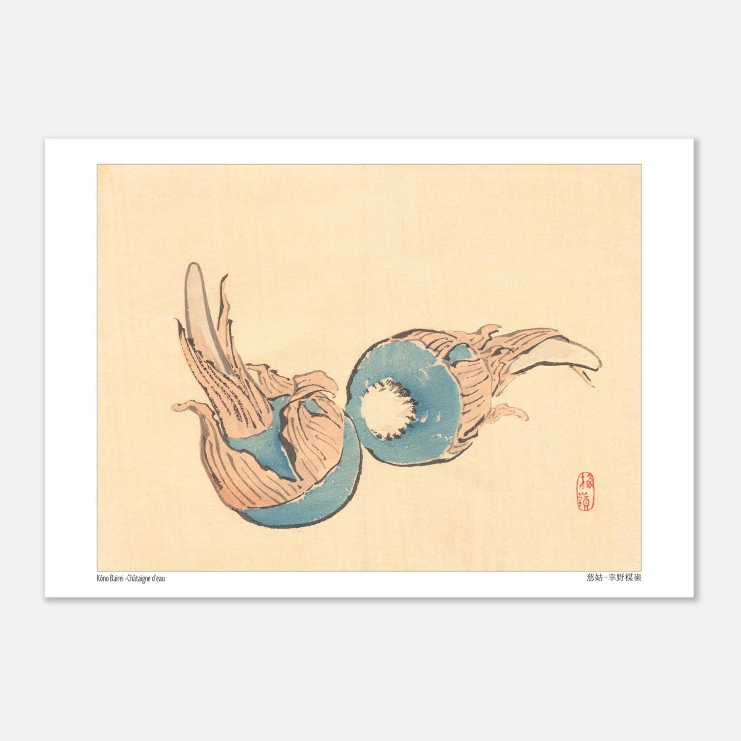 Châtaigne d'eau (Jiko), illustration japonaise par Kōno Bairei (21x29,7 cm (A4)). Illustration japonaise ancienne représentant deux châtaignes d'eau bleues sur fond beige.