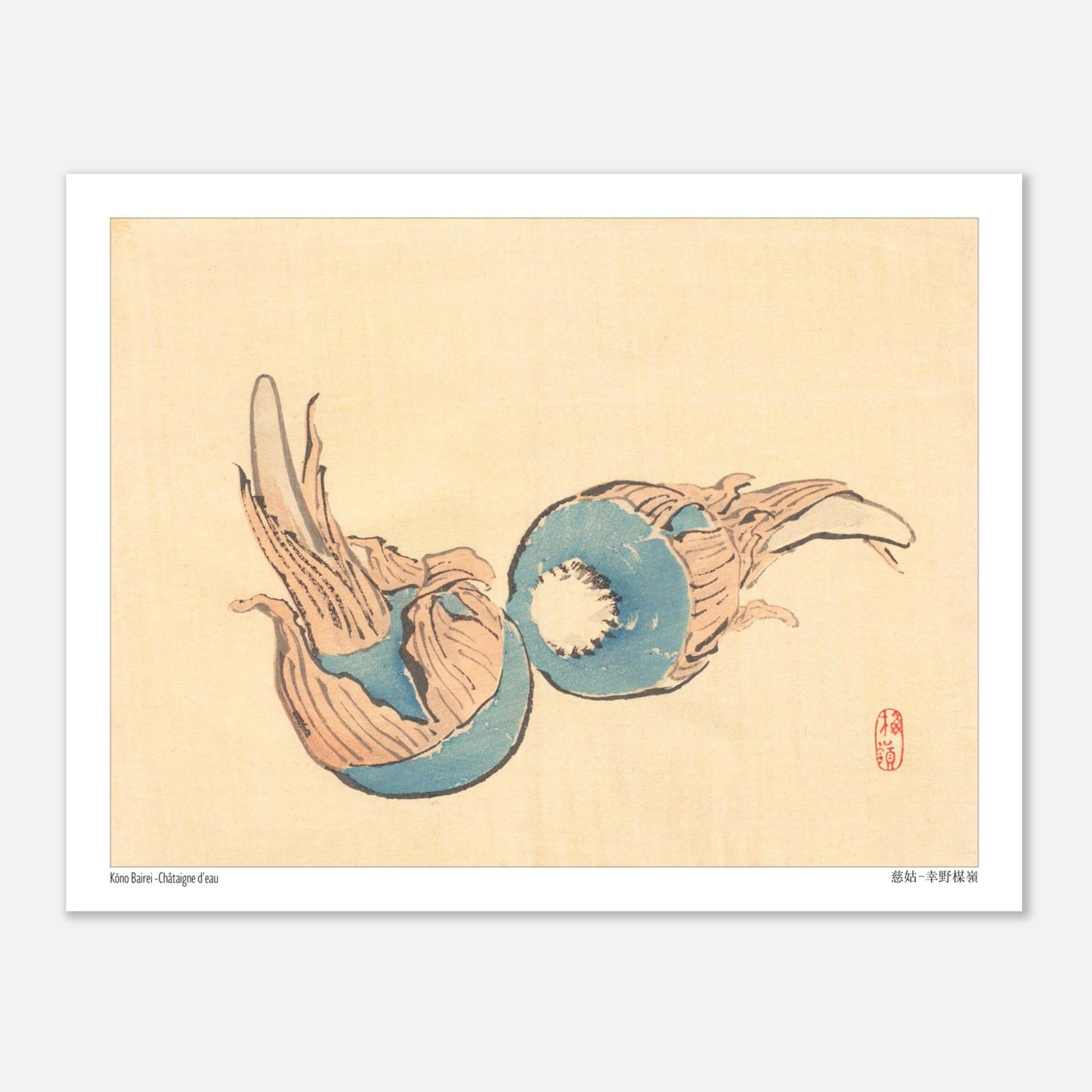 Châtaigne d'eau (Jiko), illustration japonaise par Kōno Bairei (27x35 cm). Illustration japonaise ancienne représentant deux châtaignes d'eau bleues sur fond beige.
