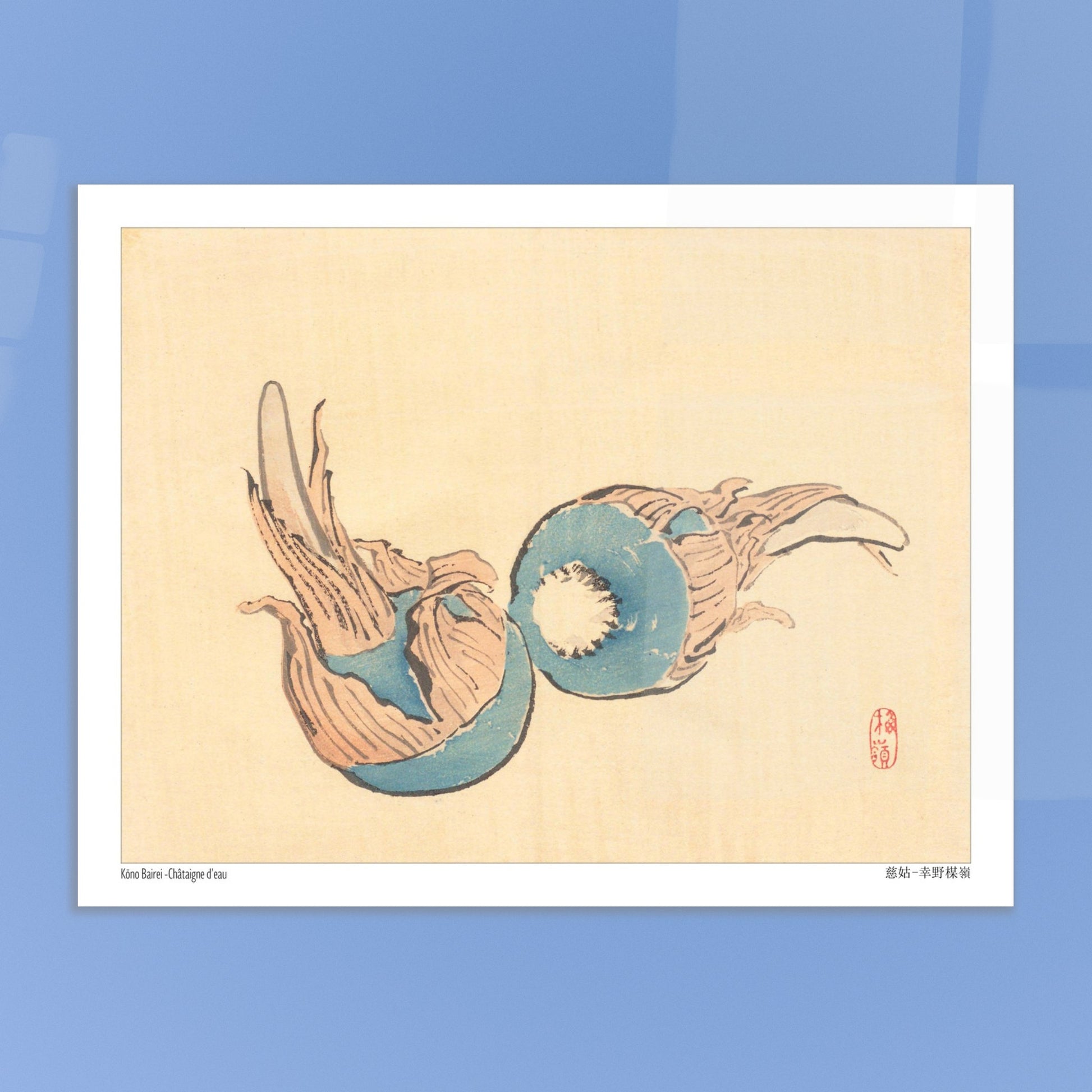 Châtaigne d'eau (Jiko), illustration japonaise par Kōno Bairei. Illustration japonaise ancienne représentant deux châtaignes d'eau bleues sur fond beige. Image d'illustration 5