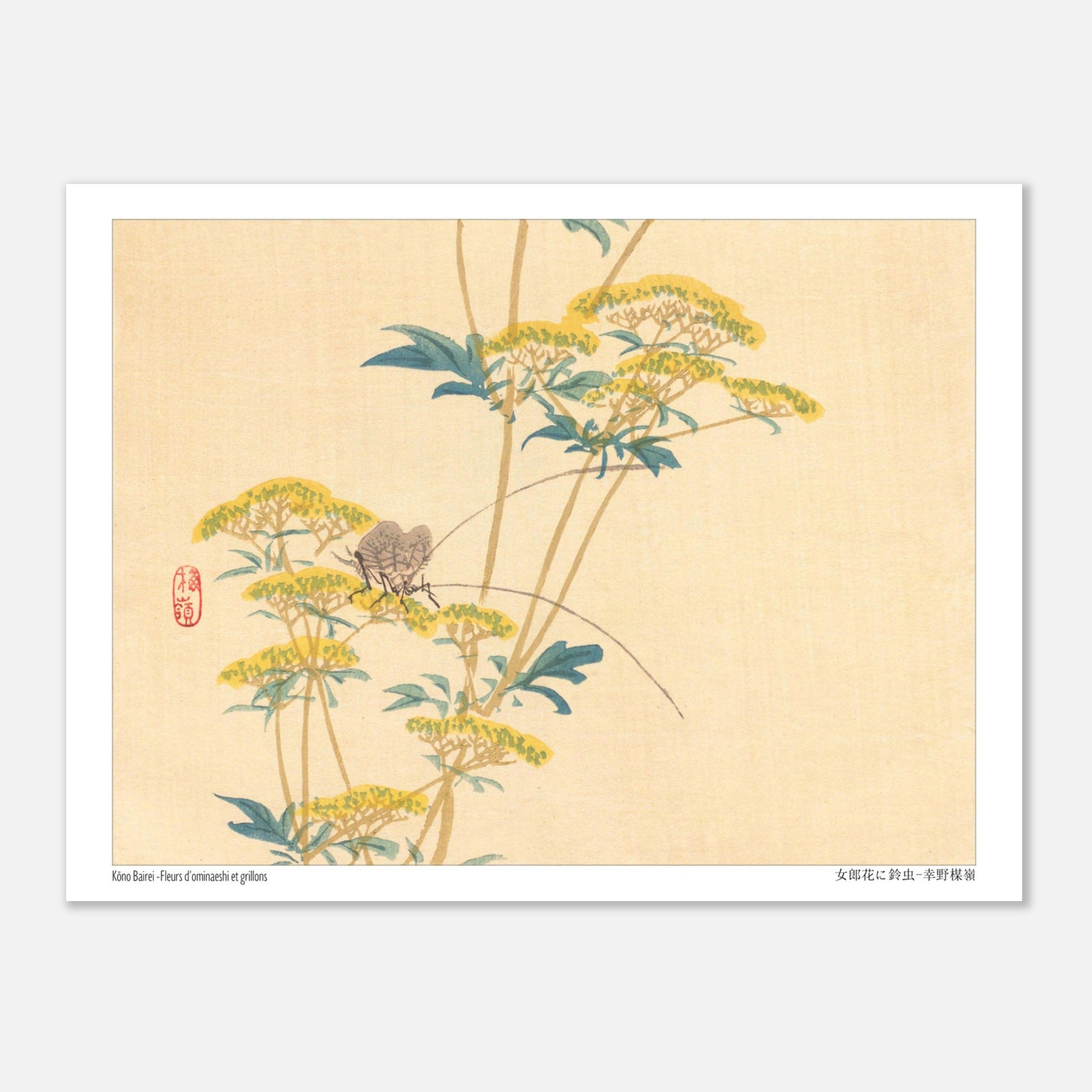 Illustration naturaliste japonaise : Fleurs d'ominaeshi et grillons par Kōno Bairei (15x20 cm). Estampe japonaise représentant des fleurs d'ominaeshi jaunes avec des feuilles vertes et deux insectes ressemblant à des grillons, avec un sceau rouge.