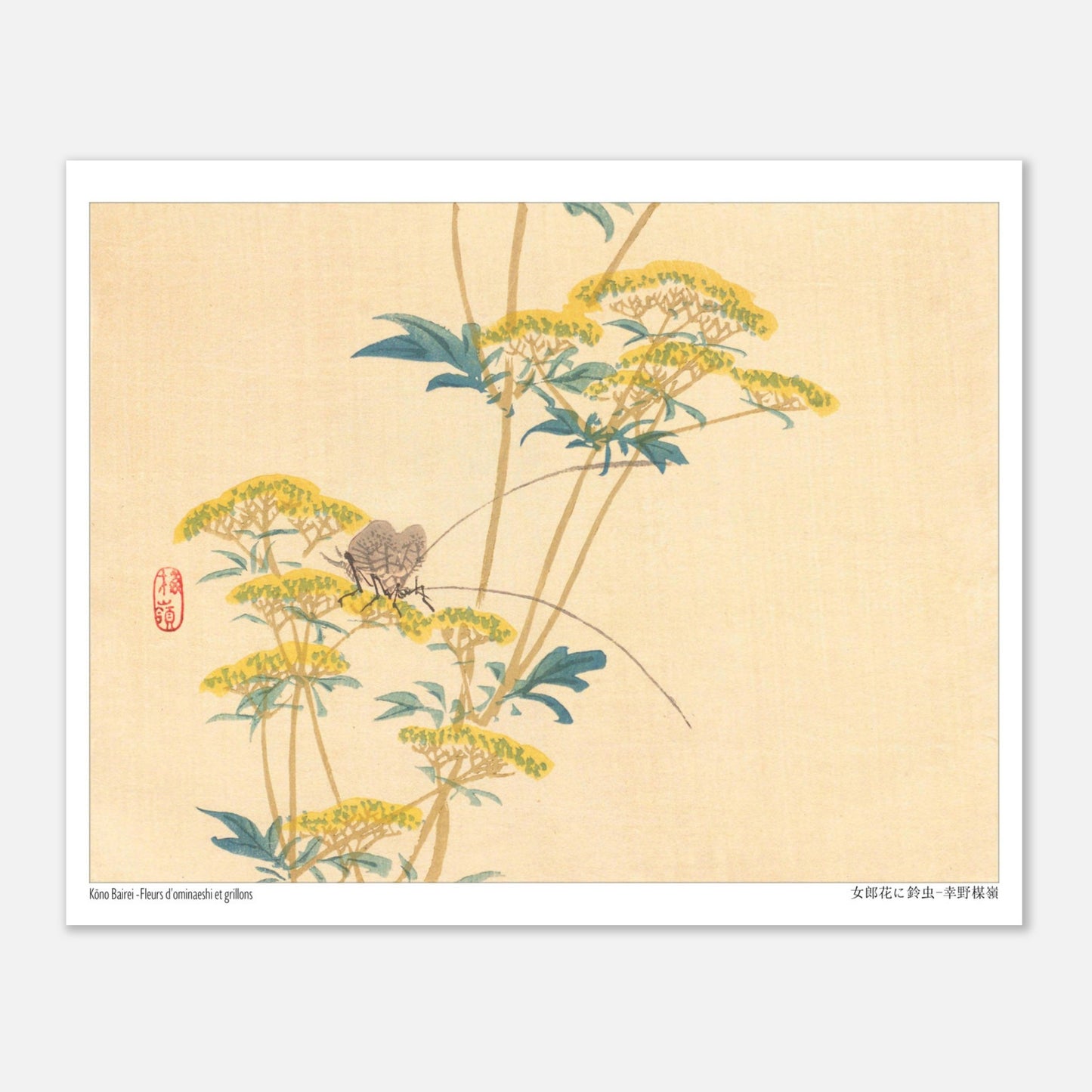 Illustration naturaliste japonaise : Fleurs d'ominaeshi et grillons par Kōno Bairei (20x25 cm). Estampe japonaise représentant des fleurs d'ominaeshi jaunes avec des feuilles vertes et deux insectes ressemblant à des grillons, avec un sceau rouge.