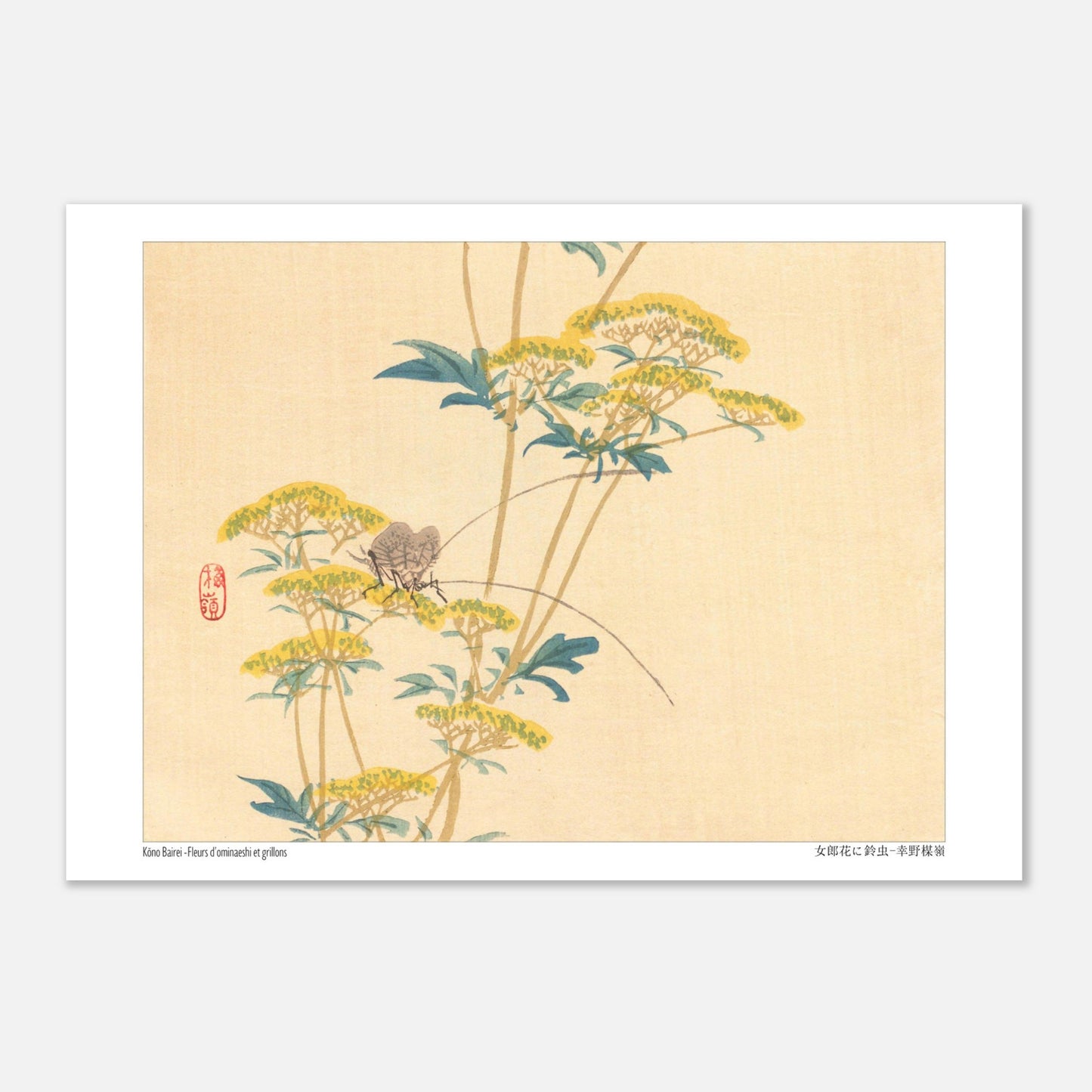 Illustration naturaliste japonaise : Fleurs d'ominaeshi et grillons par Kōno Bairei (21x29,7 cm (A4)). Estampe japonaise représentant des fleurs d'ominaeshi jaunes avec des feuilles vertes et deux insectes ressemblant à des grillons, avec un sceau rouge.