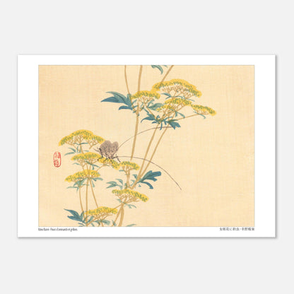 Illustration naturaliste japonaise : Fleurs d'ominaeshi et grillons par Kōno Bairei (21x29,7 cm (A4)). Estampe japonaise représentant des fleurs d'ominaeshi jaunes avec des feuilles vertes et deux insectes ressemblant à des grillons, avec un sceau rouge.