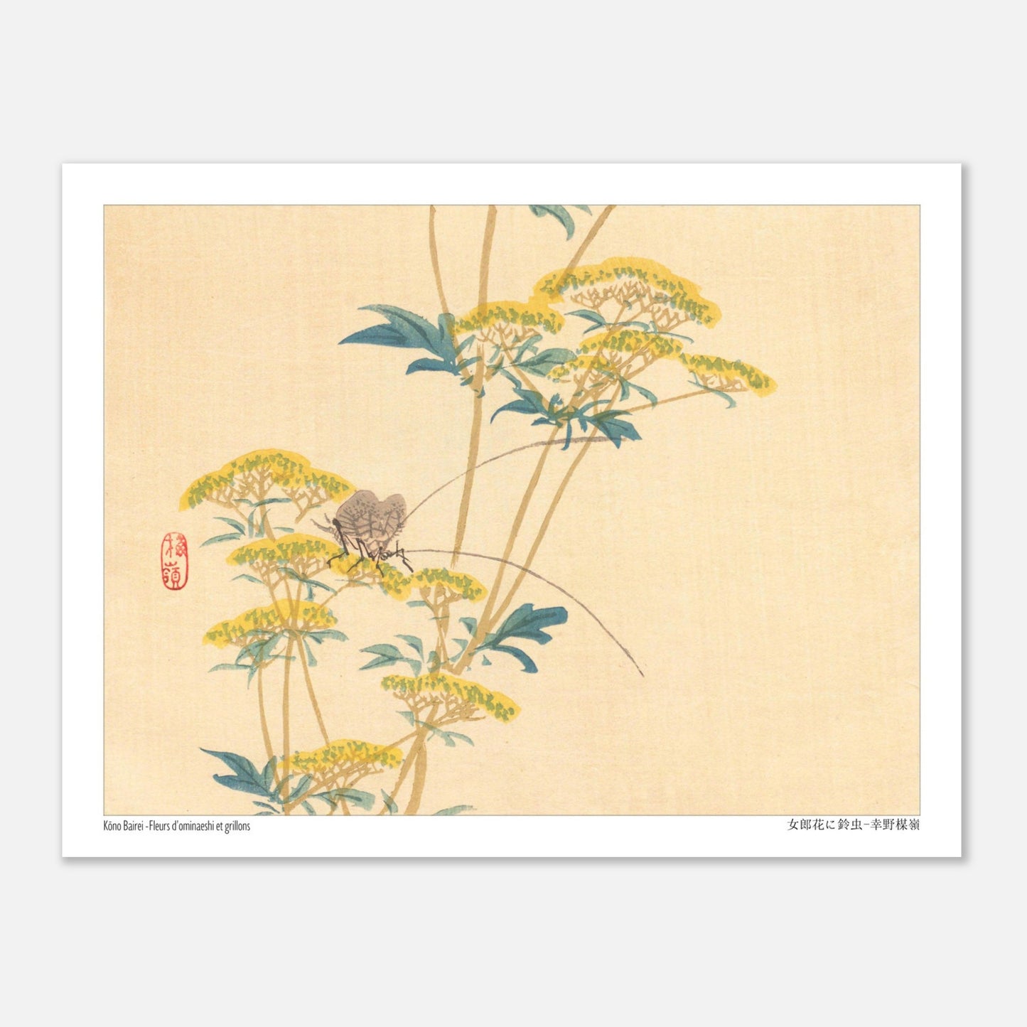 Illustration naturaliste japonaise : Fleurs d'ominaeshi et grillons par Kōno Bairei (27x35 cm). Estampe japonaise représentant des fleurs d'ominaeshi jaunes avec des feuilles vertes et deux insectes ressemblant à des grillons, avec un sceau rouge.