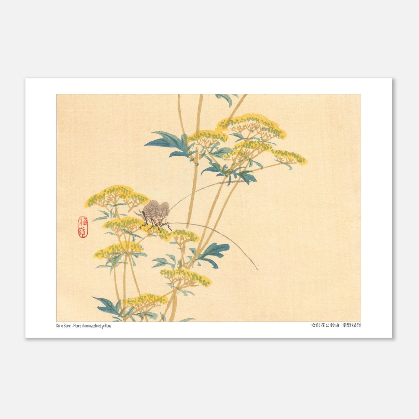 Illustration naturaliste japonaise : Fleurs d'ominaeshi et grillons par Kōno Bairei (29,7x42 cm (A3)). Estampe japonaise représentant des fleurs d'ominaeshi jaunes avec des feuilles vertes et deux insectes ressemblant à des grillons, avec un sceau rouge.