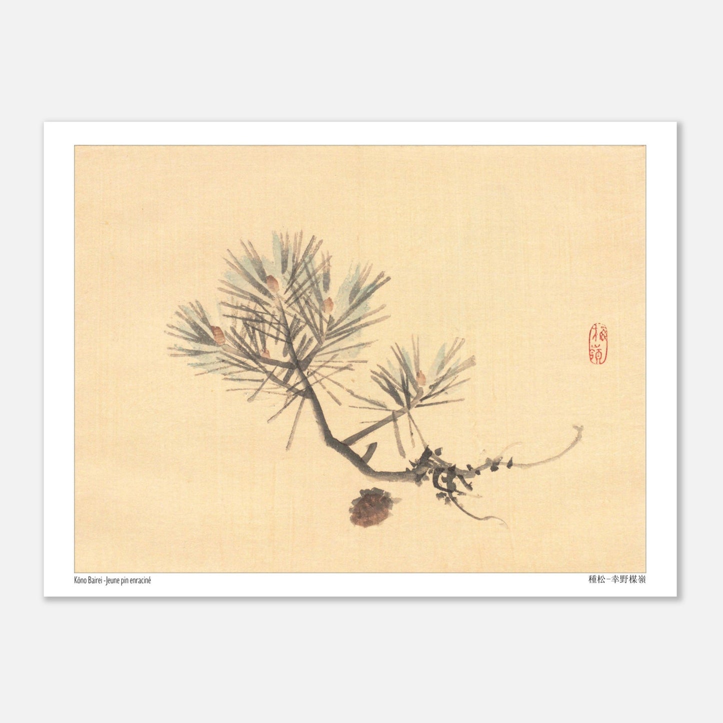 Illustration d'une Branche de Pin Japonais par Kōno Bairei (15x20 cm). Illustration naturaliste d'une branche de pin avec des pommes de pin sur fond jaune pâle, signée Kōno Bairei.