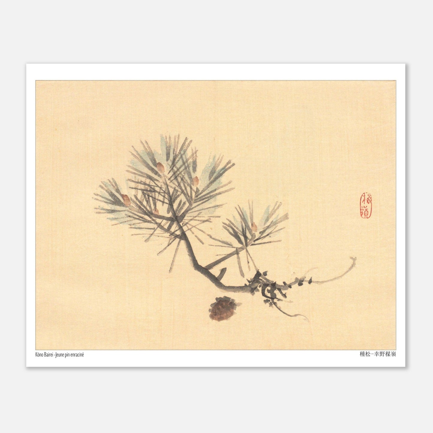 Illustration d'une Branche de Pin Japonais par Kōno Bairei (20x25 cm). Illustration naturaliste d'une branche de pin avec des pommes de pin sur fond jaune pâle, signée Kōno Bairei.