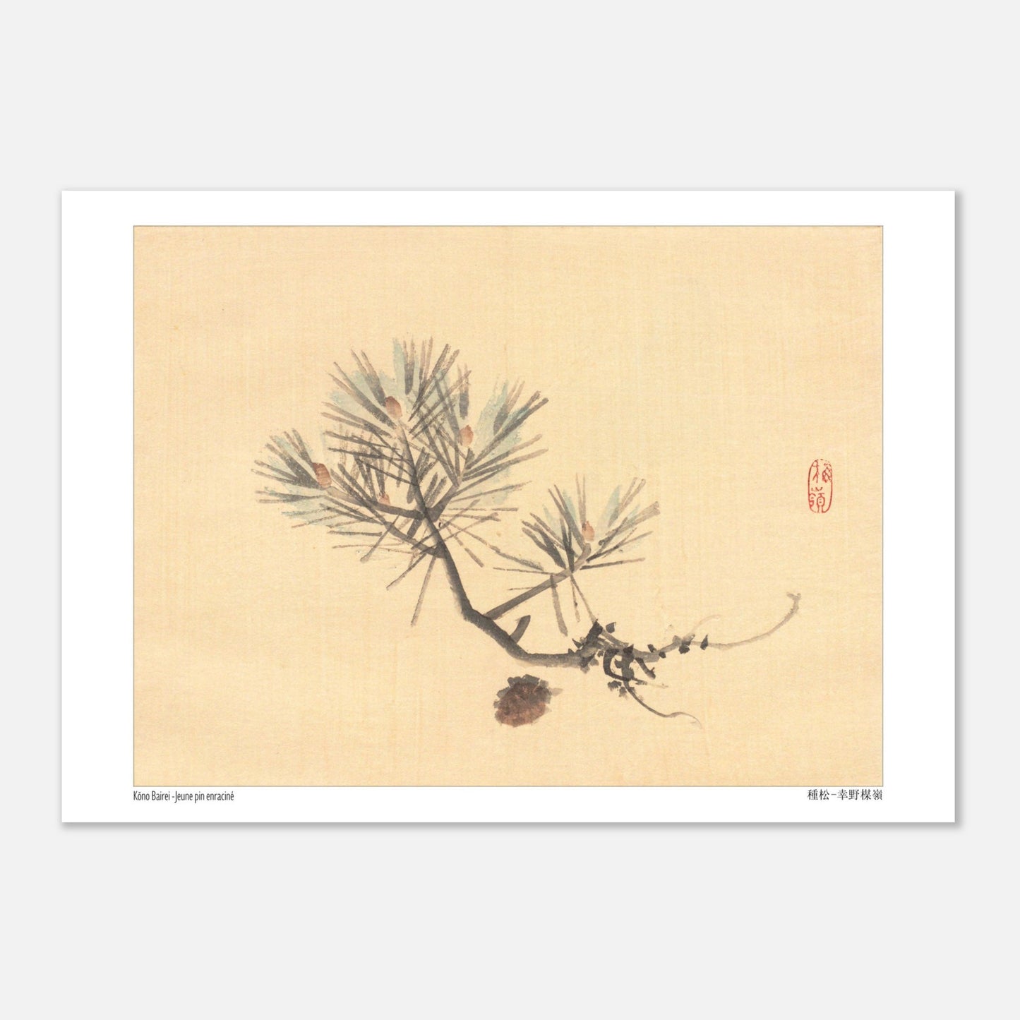 Illustration d'une Branche de Pin Japonais par Kōno Bairei (21x29,7 cm (A4)). Illustration naturaliste d'une branche de pin avec des pommes de pin sur fond jaune pâle, signée Kōno Bairei.