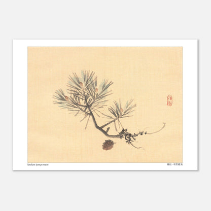 Illustration d'une Branche de Pin Japonais par Kōno Bairei (21x29,7 cm (A4)). Illustration naturaliste d'une branche de pin avec des pommes de pin sur fond jaune pâle, signée Kōno Bairei.