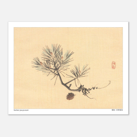 Illustration d'une Branche de Pin Japonais par Kōno Bairei (27x35 cm). Illustration naturaliste d'une branche de pin avec des pommes de pin sur fond jaune pâle, signée Kōno Bairei.
