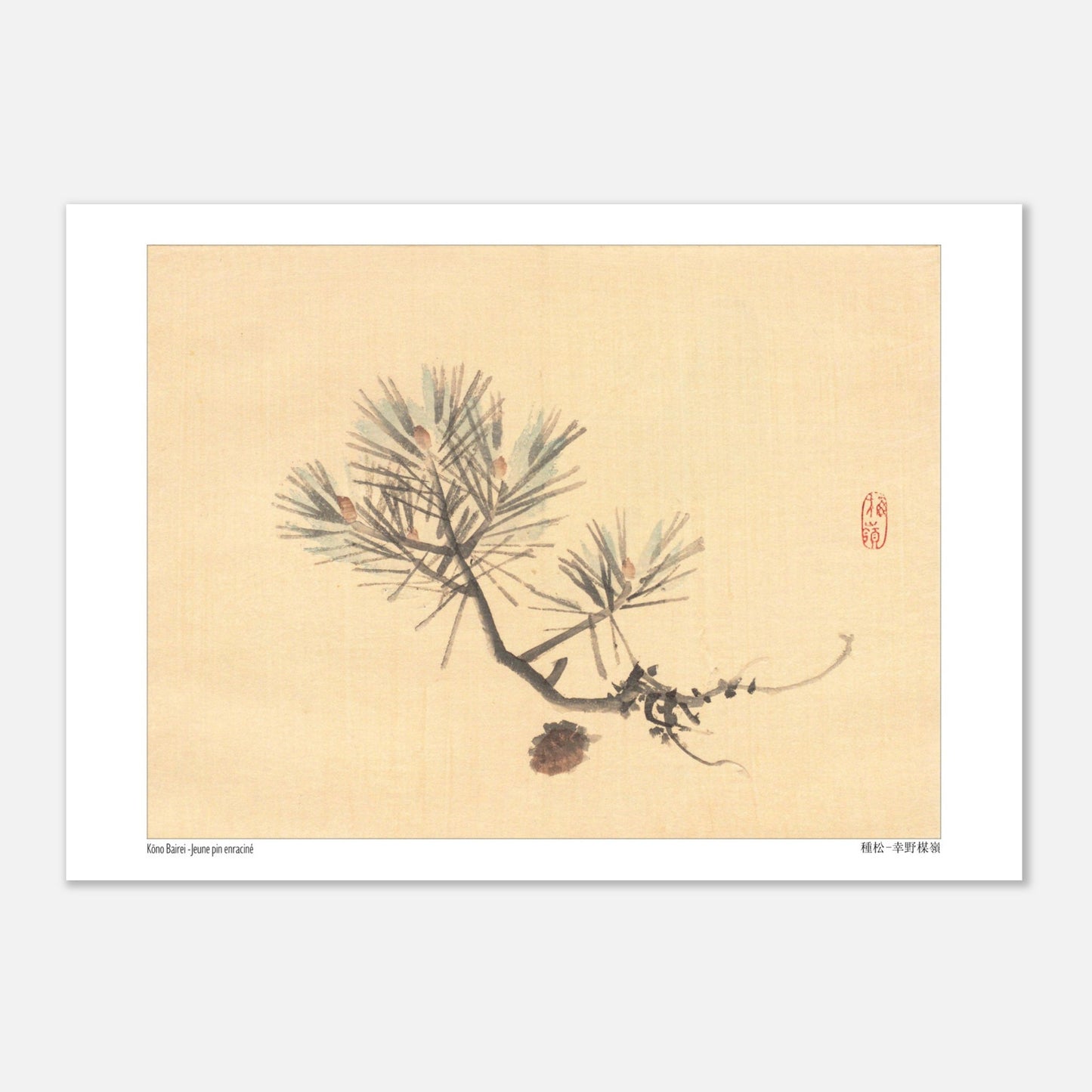 Illustration d'une Branche de Pin Japonais par Kōno Bairei (29,7x42 cm (A3)). Illustration naturaliste d'une branche de pin avec des pommes de pin sur fond jaune pâle, signée Kōno Bairei.