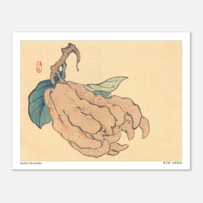 Illustration du Cédrat Main de Bouddha par Kōno Bairei (27x35 cm). Illustration naturaliste d'un fruit de type 'Main de Bouddha' avec des feuilles bleues, sur fond jaune pâle, par Kōno Bairei.