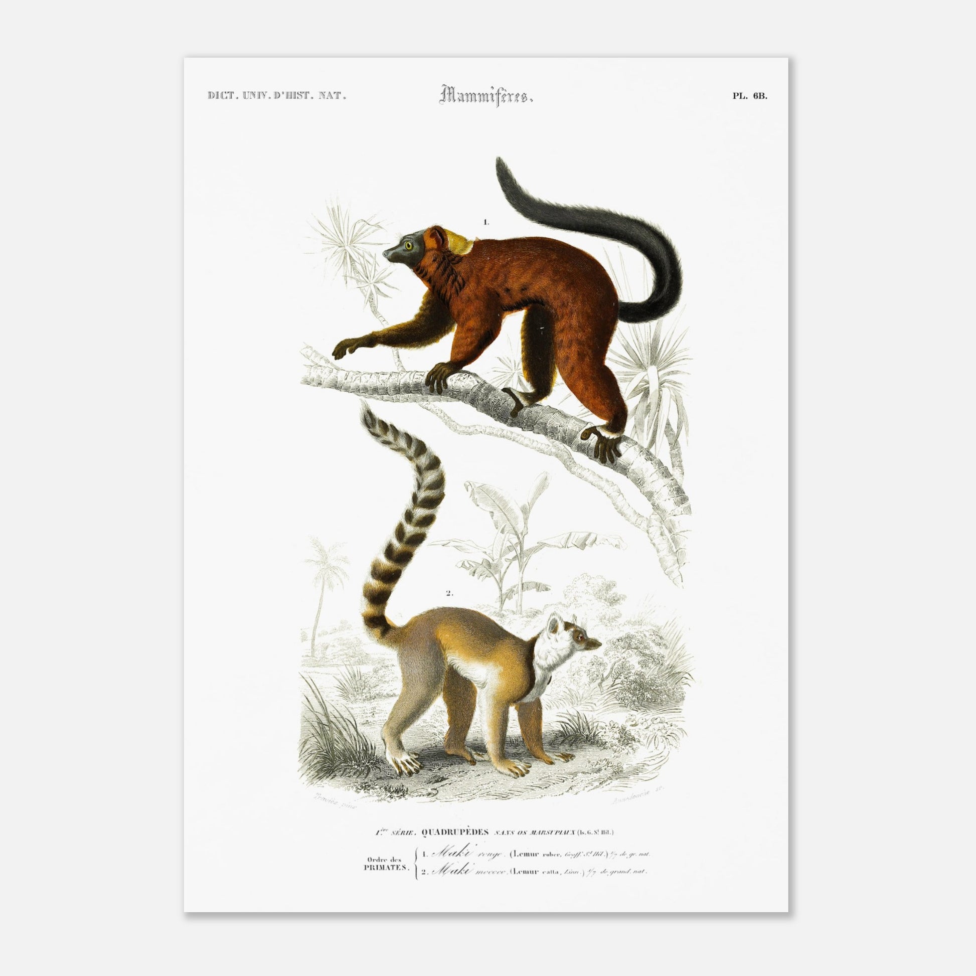 Illustration de primates : Maki rouge et Maki Mococo — d'Orbigny (29,7x42 cm (A3)). Planche d'histoire naturelle du Dictionnaire Universel d'Histoire Naturelle de Charles d'Orbigny, montrant deux lémuriens perchés sur une branche, avec des détails botaniques en arrière-plan.