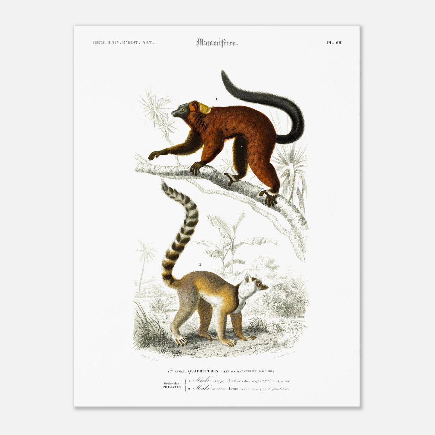 Illustration de primates : Maki rouge et Maki Mococo — d'Orbigny (30x40 cm). Planche d'histoire naturelle du Dictionnaire Universel d'Histoire Naturelle de Charles d'Orbigny, montrant deux lémuriens perchés sur une branche, avec des détails botaniques en arrière-plan.