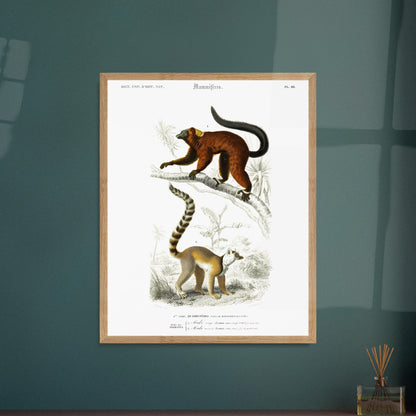 Illustration de primates : Maki rouge et Maki Mococo — d'Orbigny. Planche d'histoire naturelle du Dictionnaire Universel d'Histoire Naturelle de Charles d'Orbigny, montrant deux lémuriens perchés sur une branche, avec des détails botaniques en arrière-plan. Image d'illustration 5