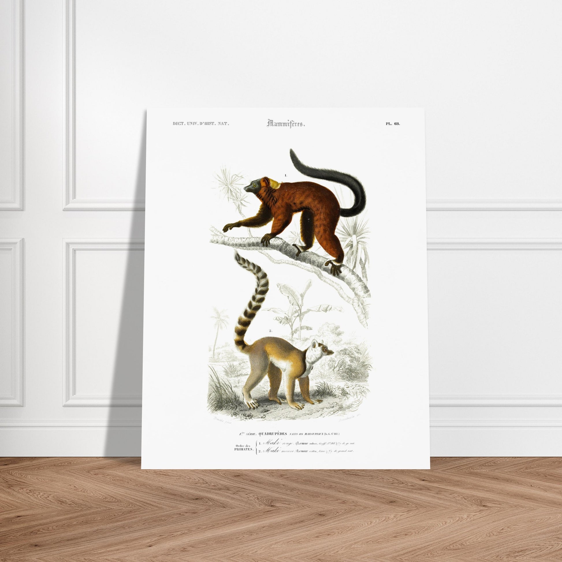 Illustration de primates : Maki rouge et Maki Mococo — d'Orbigny. Planche d'histoire naturelle du Dictionnaire Universel d'Histoire Naturelle de Charles d'Orbigny, montrant deux lémuriens perchés sur une branche, avec des détails botaniques en arrière-plan. Image d'illustration 6