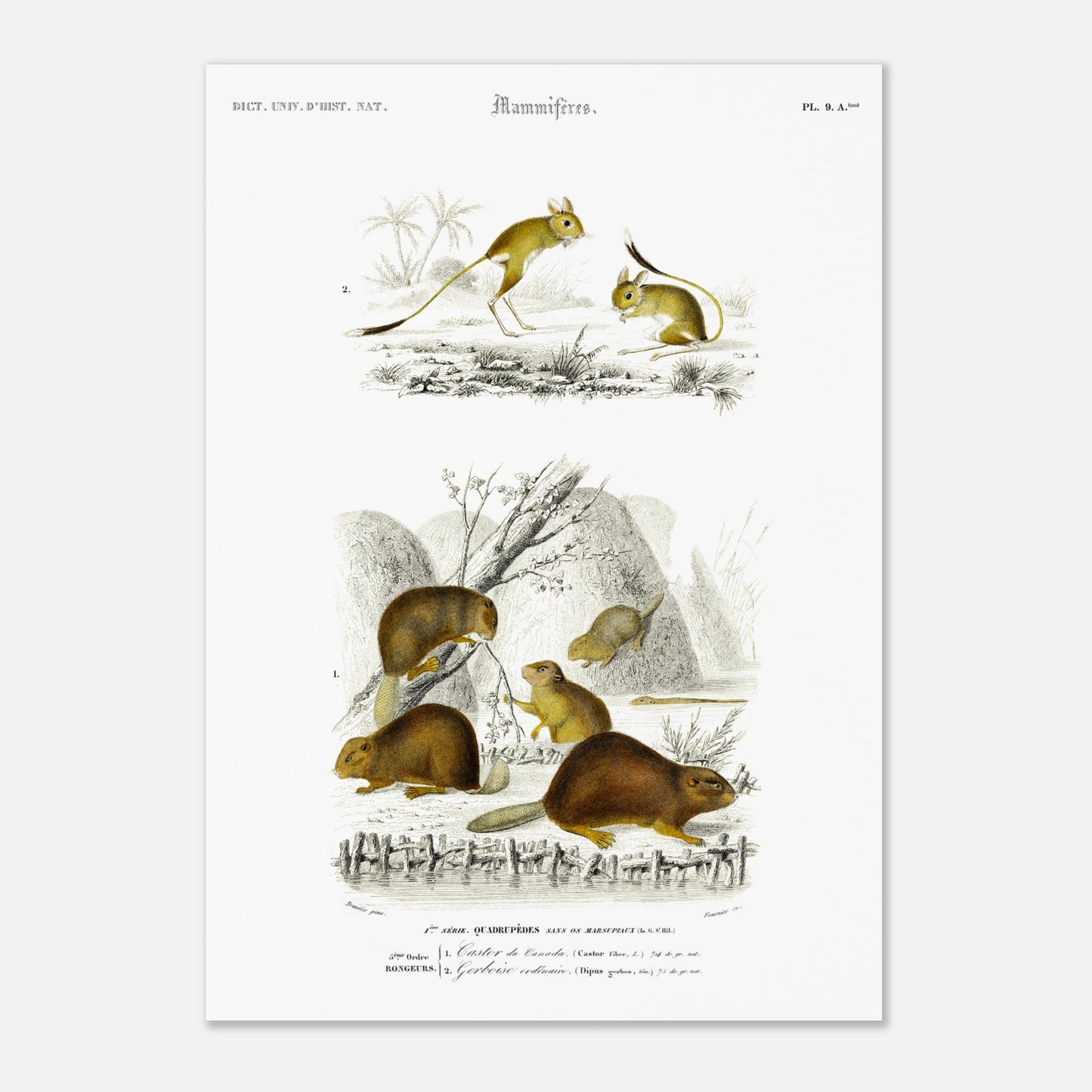 Illustration de mammifères : Castor du Canada et Gerboise - d'Orbigny (29,7x42 cm (A3)). Planche naturaliste ancienne présentant un castor du Canada et une gerboise, dans des scènes de vie sauvage.