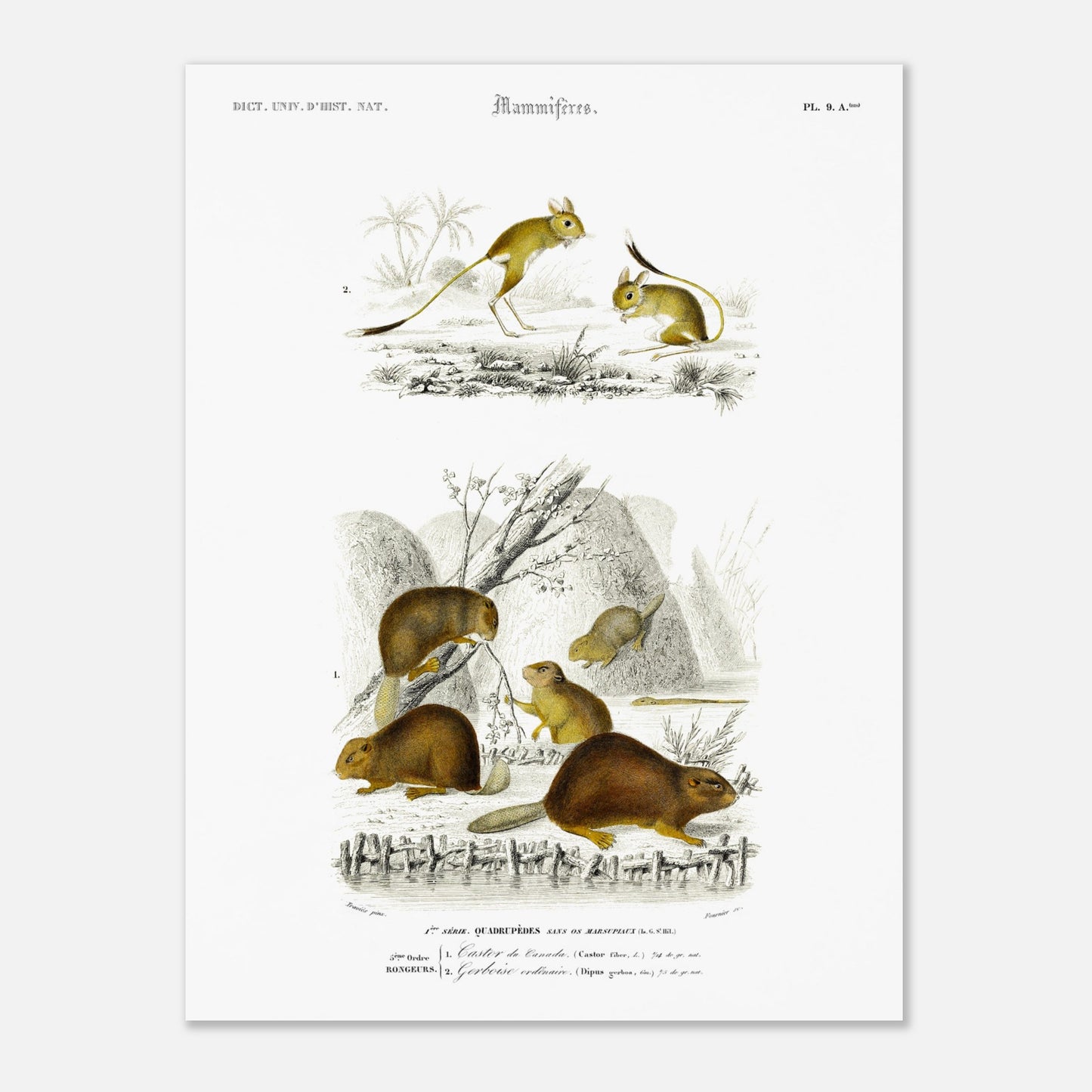 Illustration de mammifères : Castor du Canada et Gerboise - d'Orbigny (30x40 cm). Planche naturaliste ancienne présentant un castor du Canada et une gerboise, dans des scènes de vie sauvage.