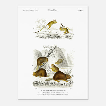 Illustration de mammifères : Castor du Canada et Gerboise - d'Orbigny (30x40 cm). Planche naturaliste ancienne présentant un castor du Canada et une gerboise, dans des scènes de vie sauvage.
