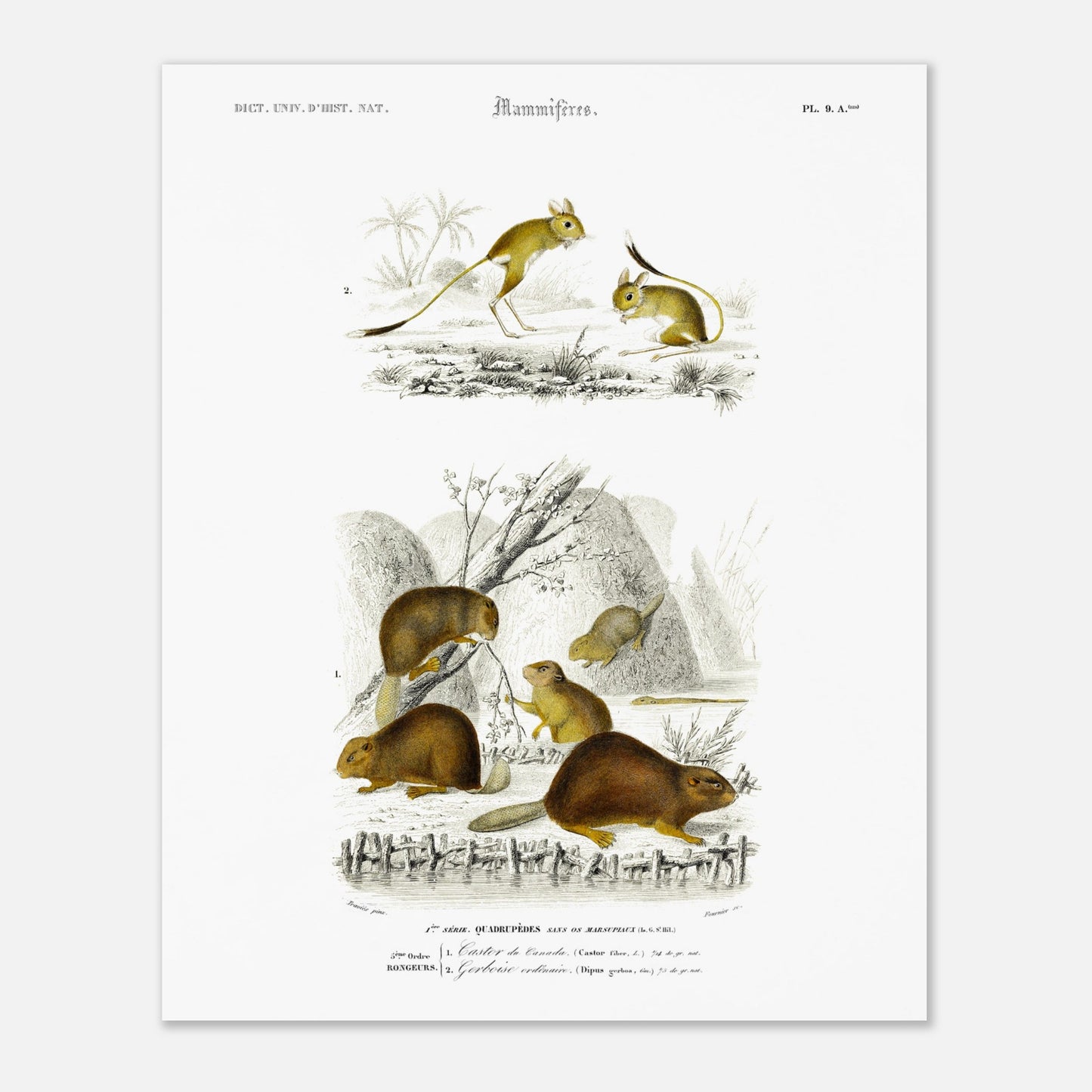 Illustration de mammifères : Castor du Canada et Gerboise - d'Orbigny (40x50 cm). Planche naturaliste ancienne présentant un castor du Canada et une gerboise, dans des scènes de vie sauvage.